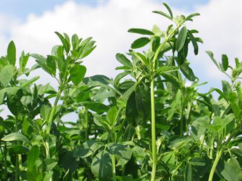 Frøblanding Nr. 48, 10 kg